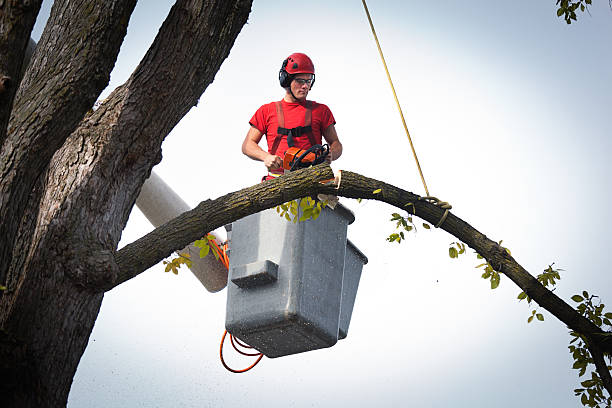 Best Tree Trimming Near Me  in Altoona, WI